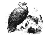 Vultures, often translated Eagle.